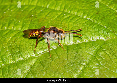 Nomad Cuckoo Bee (Nomada sp) Lewisham, Londres, Angleterre, Royaume-Uni, mai. Banque D'Images