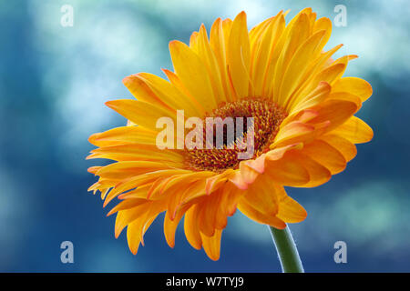 Or unique Gerbera flower en pleine floraison Banque D'Images