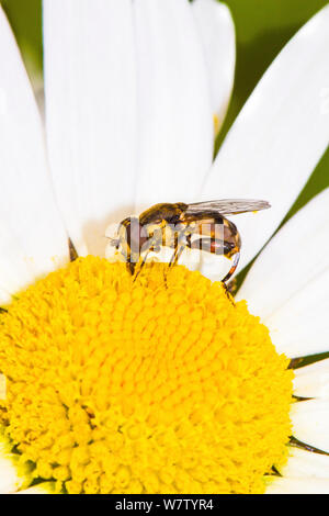 À pattes épaisses Hoverfly (Syritta pipiens) se nourrit de la grande marguerite Lewisham, Londres, Angleterre, Royaume-Uni, juin. Banque D'Images