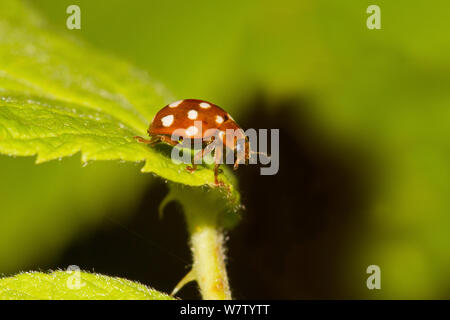 Cream-spot ladybird (Calvia quatuordecimguttata / 14-guttata) sur feuille, Brockley Cimetière, Lewisham, UK, juillet. Banque D'Images