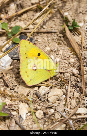 Papillon jaune assombrie masculins (Colias croceus) reposant sur des sols crayeux, Hutchinson's Bank, New Addington, Londres, Royaume-Uni, août. Banque D'Images