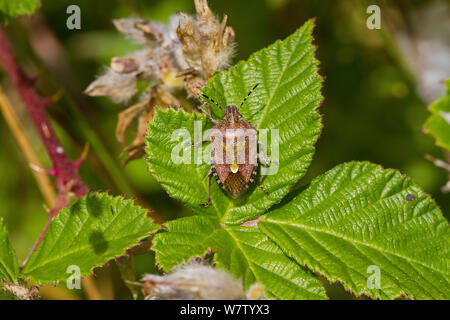 Prunelle Dolycoris baccarum (bug) sur bramble leaf, Hutchinson's Bank, New Addington, Londres, Royaume-Uni, août. Banque D'Images
