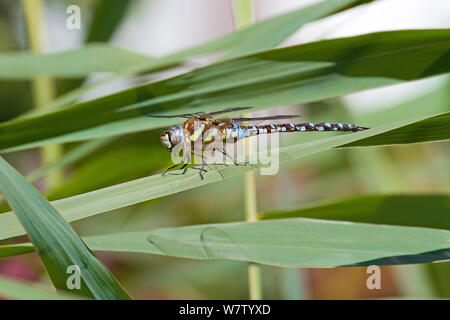 Hommes dragonfly (Hawker Aeshna mixta) au repos dans des roseaux, Parc écologique de la péninsule de Greenwich, London, UK, septembre. Banque D'Images