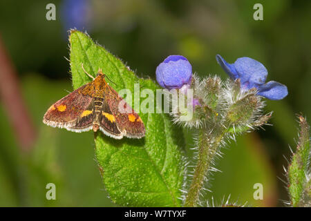 La menthe (Pyrausta aurata) reposant sur le green orcanette, Lewisham, Londres, Royaume-Uni, juin. Banque D'Images