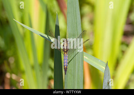 Cerf noir mâle (Orthetrum cancellatum skimmer) reposant sur reed, Greenwich, London, UK, juillet. Banque D'Images