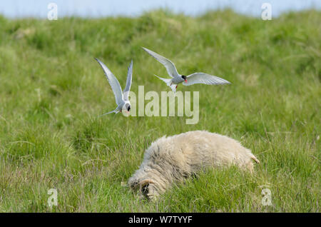 Deux sternes arctiques (Sterna paradisaea) en vol près de moutons, l'île de Flatey, Islande, juillet. Banque D'Images