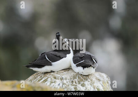 Deux Petits Pingouins (Alca torda) interaction, Latrabjarg, Islande, juillet. Banque D'Images