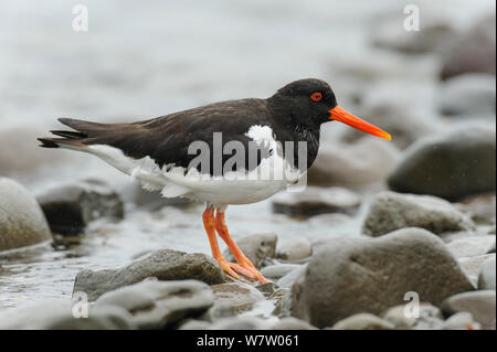 Huîtrier pie (Haematopus ostralegus) Comité permanent sur les pierres, Hornstrandir, Westfjords, Islande, juillet. Banque D'Images