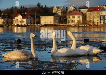 Trois cygnes chanteurs (Cygnus cygnus) sur partiellement congelée Tjornin (l'étang) Reykjavik, Islande, novembre 2012. Banque D'Images