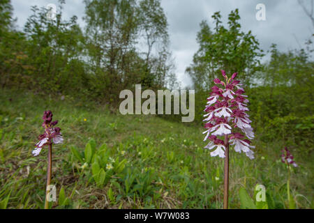 Lady orchid (Orchis purpurea) en fleur, Kent, UK, mai. Banque D'Images