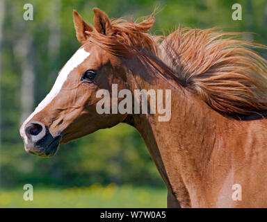 Belle jument arabe alezan galoper dans la prairie avec flying mane, chef close up Banque D'Images