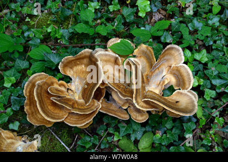 Polypore géant Meripilus giganteus) (de plus en plus parmi le lierre (Hedera helix), Llanerchaeron National Trust, Ceredigion, pays de Galles, Royaume-Uni, août. Banque D'Images