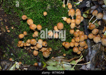 L'encre luisante-cap (Patronymie micaceus) sur ash, George Sanders National Trust, Herefordshire, Angleterre, Royaume-Uni, novembre. Banque D'Images