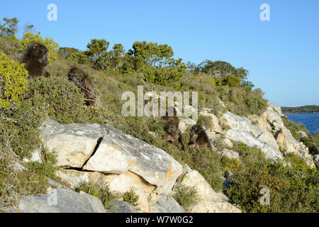 Babouin Chacma (Papio ursinus) les pays fournisseurs à sleeping site. deHoop Vlei, Western Cape, Afrique du Sud. Banque D'Images