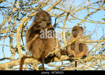 Babouin Chacma (Papio ursinus) toilettage femelle bébé avec jeune homme, dans l'arborescence de couchage. deHoop Vlei, Western Cape, Afrique du Sud. Banque D'Images