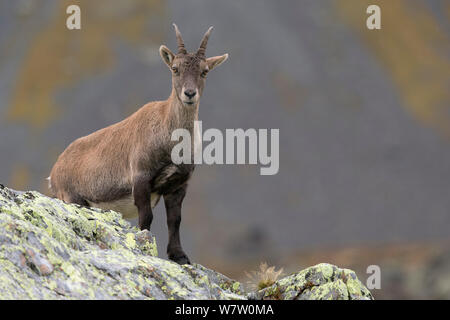 Bouquetin des Alpes (Capra ibex) femelle sur Ridge, Réserve Naturelle des Aiguilles Rouges, Chamonix, Haute Savoie, France, Europe, septembre. Banque D'Images