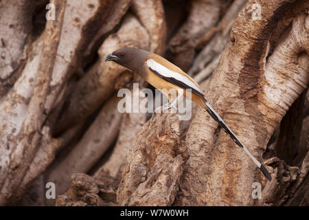 (Dendrocitta vagabunda treepie indien) perchés dans entre les racines d'un arbre banian. Le parc national de Ranthambore, Rajasthan, Inde. Banque D'Images