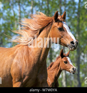 Chestnut Arabian Mare et quelques jours ensemble en galopant poulain pré, Close up. Banque D'Images