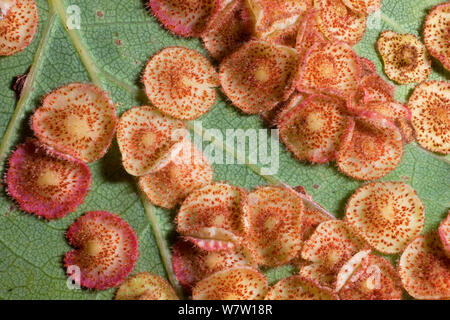 Close up de galles spangle commun causé par le gall wasp (Neuroterus quercusbaccarum) sur la face inférieure d'un chêne pédonculé (Quercus robur) feuille. UK. Banque D'Images