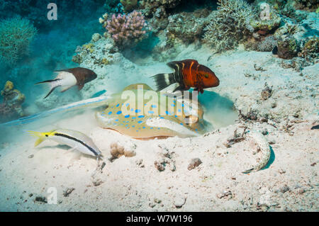 Ribbontail Bluespotted ray (Taeniura lymna) creuser dans le fond sablonneux pour mollusques ou les vers, avec une bande rouge napoléon (Cheilinus fasciatus), un tiret-et-dot goatfish (Parupeneus barberinus), un cochons (Bodianus anthioides Lyretail) et une sandperch (Parapercis hexophtalma mouchetée) Égypte, Mer Rouge. Banque D'Images