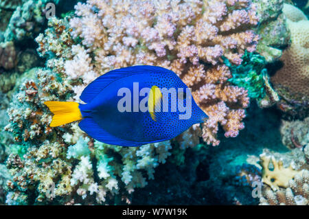 Tang ou limande poisson chirurgien (Zebrasoma xanthurum) Égypte, Mer Rouge. Banque D'Images