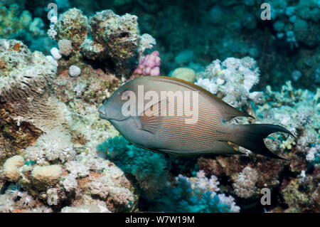 Poisson Chirurgien rayé bristletooth ou striée (Ctenochaetus striatus) Égypte, Mer Rouge. Banque D'Images