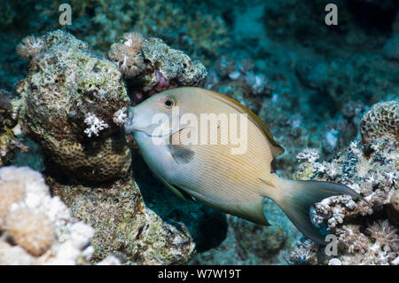 Poisson Chirurgien rayé bristletooth ou striée (Ctenochaetus striatus) Égypte, Mer Rouge. Banque D'Images