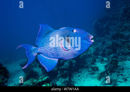 Pseudobalistes fuscus (Balistes bleus) L'Égypte, Mer Rouge. Banque D'Images