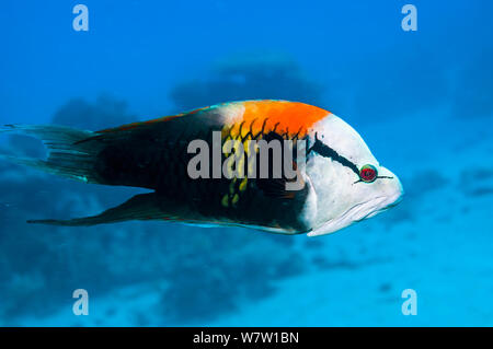 Slingjaw wrasse (Epibulus insidiator) mâle, espèces sexuellement dichromatic, Egypte, Mer Rouge. Banque D'Images