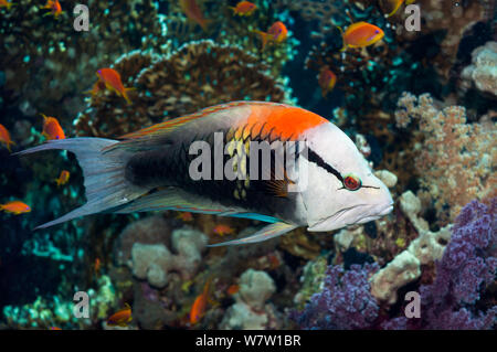 Slingjaw wrasse (Epibulus insidiator) mâle, espèces sexuellement dichromatic, Egypte, Mer Rouge. Banque D'Images