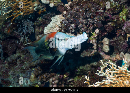 Slingjaw wrasse (Epibulus insidiator), homme, avec protractible jaw étendu pour former un tube qu'il utilise pour se nourrir de petits crustacés et poissons des récifs des logements. Espèces sexuellement dichromatic. L'Egypte, Mer Rouge. Banque D'Images