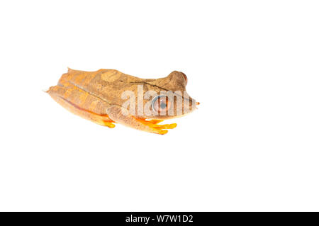 Site tree frog (Hypsiboas geographicus) Chenapau, Guyana. Meetyourneighbors.net projet. Banque D'Images