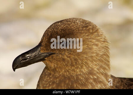 (Stercorarius Skua polaire sud maccormicki) portrait, l'Antarctique, février. Banque D'Images