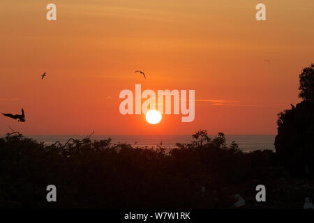 Coucher de soleil sur la mer, l'île de Genovesa, îles Galapagos, Equateur, février 2013. Banque D'Images