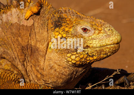 Iguane terrestre des Galapagos (Conolophus subcristatus) soleil tôt le matin, le Cerro Dragon island, îles Galapagos, Equateur Banque D'Images