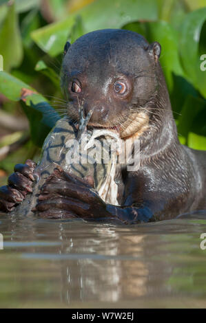 La loutre géante (Pteronura brasiliensis) se nourrissant de poisson-chat rayé ou Pseudoplatystoma fasciatum (Cachara) parmi les jacinthes d'eau. Affluent de la rivière Cuiaba, Mato Grosso, Pantanal, Brésil. Banque D'Images