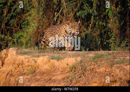 Homme sauvage Jaguar (Panthera onca palustris) traque le long de la rive de la rivière Cuiaba en fin d'après-midi au soleil. Le nord du Pantanal, Brésil. Banque D'Images