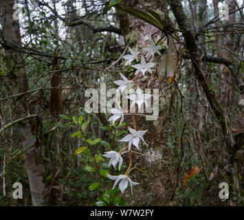 Orchidées (Angraecum sp), de sous-bois de la forêt tropicale du Parc National Parc Mantadia- Andasibe, l'Est de Madagascar. Banque D'Images