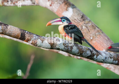 Le gondolage (Pteroglossus Aracari) beauharnaesii en forêt vierge. Les forêts tropicales de plaine près de Cristalino Jungle Lodge Cristalino, State Park, au Brésil. Banque D'Images