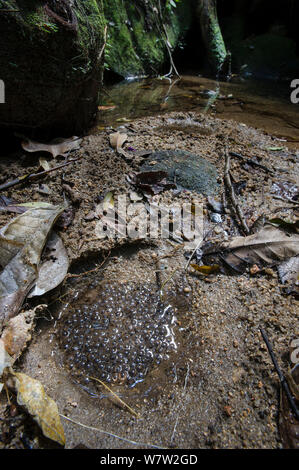 Spawn portées par grenouille rainforest (éventuellement Mantidactylus sp.) dans la dépression à proximité d'un petit ruisseau. Le Parc National de Marojejy, au nord est de Madagascar. Banque D'Images