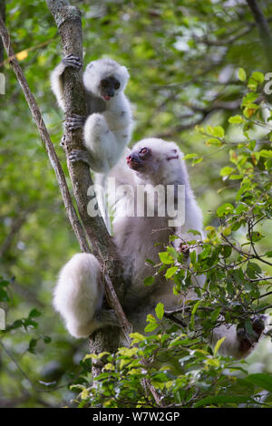 Femelle Propithèque soyeux (Propithecus candidus) avec 3 mois de bébé. Le Parc National de Marojejy, au nord est de Madagascar. Critique d'extinction. Banque D'Images