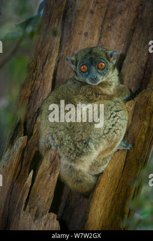 Lepilemur aeeclis (Lepilemur aeeclis) est installé dans un arbre, dans la forêt de Katsepy, au nord-ouest de Madagascar. Banque D'Images