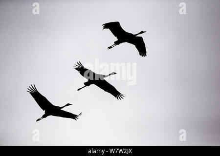 Grue cendrée (Grus grus) groupe de trois en vol, en silhouette, Hamra, Suède, octobre. Banque D'Images