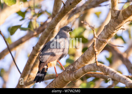 Crane Hawk (Geranospiza caerulescens) Pantanal, Brésil. Banque D'Images