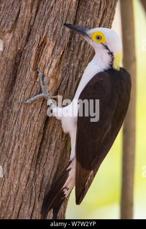 White Woodpecker (Melanerpes candidus) Pantanal, Brésil. Banque D'Images