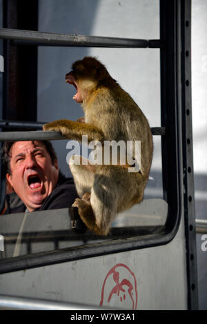 Macaque de Barbarie (Macaca sylvanus) dans la menace affichage avec personne à la peur, à l'ascenseur funiculaire, Gibraltar, décembre. Banque D'Images