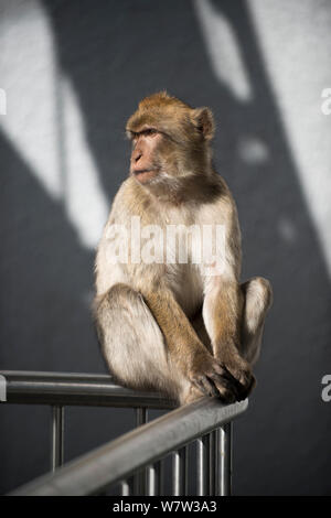 Macaque de Barbarie (Macaca sylvanus) sur le téléphérique d'un dispositif de sécurité barrière, Gibraltar, décembre. Banque D'Images