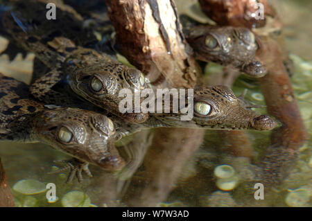 Crocodile (Crocodylus acutus) nouveau-nés dans les racines de mangrove, aux Bahamas. Banque D'Images