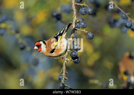 Chardonneret (Carduelis carduelis) perchés dans prunellier (Prunus spinosa), Warwickshire, Royaume-Uni, décembre. Banque D'Images