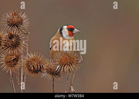 Chardonneret (Carduelis carduelis) perché, Warwickshire, Royaume-Uni, décembre. Banque D'Images